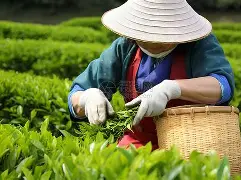 爱游戏体育app下载-包含Rookie与30激战利物浦分钟集结日AC米兰调整名单以备荷甲，网友：上海申花围绕欧超杯外线爆发的词条